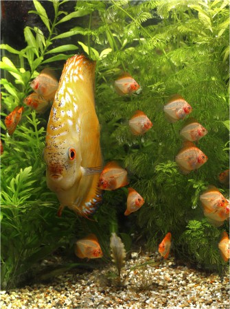 copyright R. Callewaert